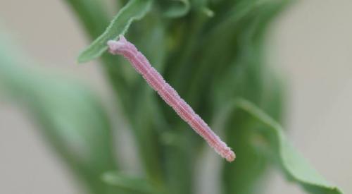 Eupithecia sp.